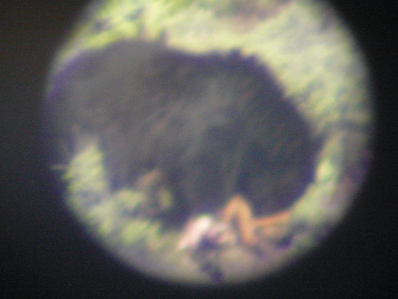 Black bear eating (through scope).jpg - This is a close up of him as seen through the spotitng scope - sorry for the lack of focus.